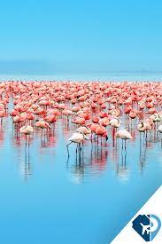 Welcome to the official facebook page for lake nakuru national. Lago Nakuru Kenia Ubicado A 160 Km De Nairobi La Capital De Kenia El Lago Nakuru Es Famoso Porque Ser Refugio De Vari National Parks Nature Beautiful Nature