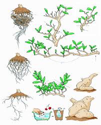 A Page From Bonsai Today Issue 96 That S Titled Transplanting And Pruning F Bonsai Bark Bonsai Agaclari Bitki Cicek