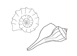 You can choose a nice coloring page from shell coloring pages for kids. Shell 163303 Nature Printable Coloring Pages