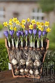 Layered Bulbs Method Of Planting Garden Stuff Pinterest Planting Bulbs Garden Bulbs Spring Bulbs