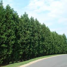 Currently, no regulations prevent the logging of cypress in florida, but environmental protection regulations help to preserve the cypress wetlands throughout the state. Leyland Cypress Trees For Sale Fastgrowingtrees Com