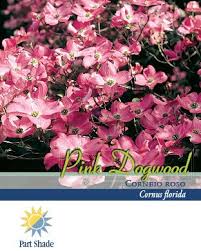 Check spelling or type a new query. Pirtle Nursery Pink Dogwood Tree 3 2 929 Gal 1756 At Tractor Supply Co