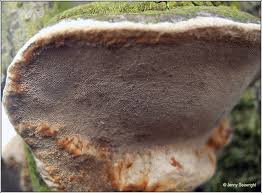 Image result for Phellinus pomaceus