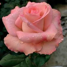 Beautiful landscape, flower field with bright red poppies and white daisy flowers, green grass and trees, on background high hills. Pin De Lyuda Em The Queen Of Flowers Imagens De Flores Lindas Aranjos De Flores Melhores Flores