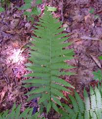 Image result for Deparia