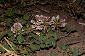 Image result for Trifolium semipilosum
