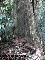 Image result for Dialium holtzii