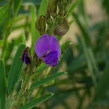 Image result for Tephrosia montana