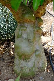 Image result for Cyphostemma schlechteri