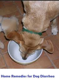 Home Remedies For Dog Diarrhea In 2020 Diarrhea In Dogs Dog Diarrhea Remedy Dog Has Diarrhea