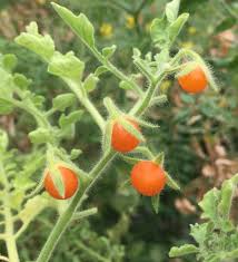 Image result for Solanum tettense