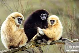 Image result for Hylebates cordatus