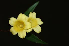 Image result for Gelsemiaceae
