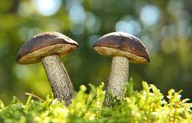 Pilze Im Garten Schmackhafte Speisepilze Selbst Ziehen Immobilien Magazin