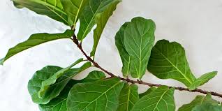 Its popularity seems perennially strong, thanks. Fiddle Leaf Fig Tree Care How To Grow A Fiddle Leaf Fig