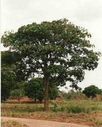 Image result for Isoberlinia tomentosa