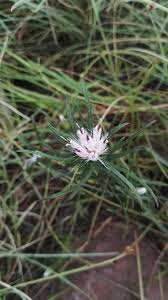 Image result for Dicoma anomala