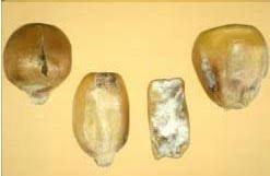 Corn Grading Procedures Part 3 Home Articles