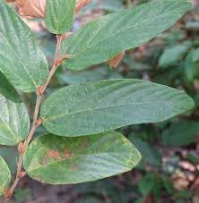 Image result for Flemingia