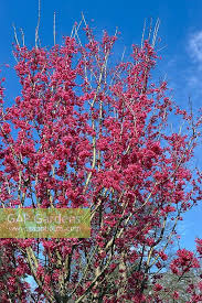 The birds of the riviera. Prunus Collingwood Stock Photo By J S Sira Image 0189506