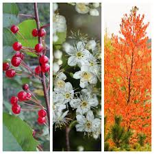 Image result for Prunus