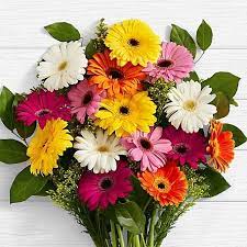 Colorful Gerbera Daisies In 2020 Birthday Flowers Bouquet Gerbera Daisy Gerbera Daisy Bouquet
