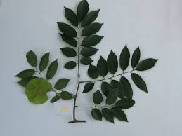 Image result for Pterocarpus megalocarpus