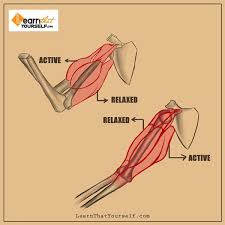 Now complete the section in your workbook! Muscle Anatomy Learn That Yourself