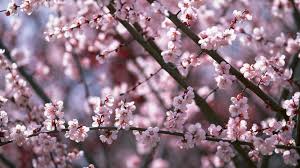 Modern wallpaper options have evolved drastically over the last few decades, rendering irrelevant the old days of limited motifs and arduous wallpaper application and removal methods. Pin By Kururu On Sakura Cherry Blossom Wallpaper Sakura Cherry Blossom Blossom