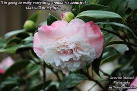 Pink Camellia Savor The Moment Photography By Tracy Immordino Quotes Flower Quotes Flower Quotes Love Camellia Flower