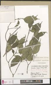 Image result for Tabernaemontana brachyantha