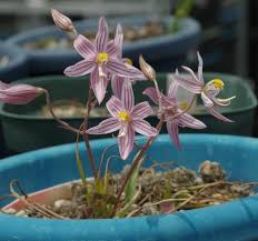 Image result for Cyanella lutea