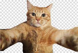 Brown Cat Illustration Cat Selfies Pet Cat Transparent Background Png Clipart Cat Illustration Brown Cat Cats