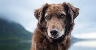 See 41,398 tripadvisor traveler reviews of 381 darwin restaurants and search by cuisine, price, location, and more. Recalls