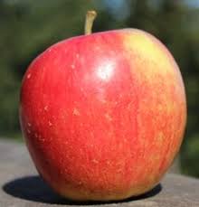 Large in size its flesh is crisp, juicy and creamy yellow in color. Jonagold Salt Spring Apple Company Ltd