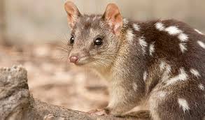 Bad News For Australian Mammal Extinction Australian Geographic