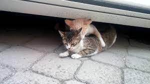 kedi ciftlesmesi nasil olur youtube
