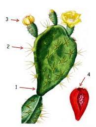 There, according to theophrastus, an edible plant grew which could be propagated by rooting its leaves. Characteristics Of Prickly Pear Cactus Botanical Online