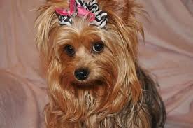 Check spelling or type a new query. Yorkie Hairstyles For Females Yorkie Hairstyles For Males