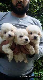 Chiots Bichon Maltais Pure Race Age 2 Mois Animaux 14h13 17 09 2018