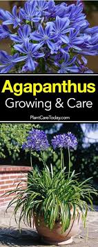 Agapanthus can be planted directly in the garden, but growing agapanthus in pots is very easy and click the article that follows to learn more about planting agapanthus in containers and care for you might also like… agapanthus dividing agapanthus plants: Agapanthus Plant How To Care For The Blue African Lily Of The Nile Agapanthus Plant Lily Plants Agapanthus Garden
