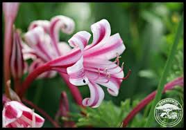 Image result for Crinum stuhlmannii