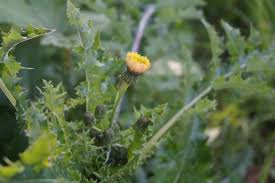 Zeigerpflanzen Erkennen Unkraut Im Garten Pflanzen Gartenarbeit