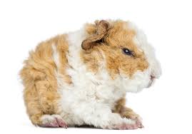 12 Guinea Pig Breeds Types Of Guinea Pigs