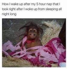 21 Very Funny Nap Memes 21 Very Funny Nap Memes Monkeys Funny Naps Funny Funny Images Gallery