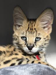 Pictures of the parents included. Savannah Canada Serval And Savannah Breeder Breeder Advisor