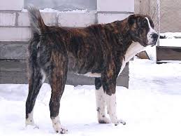 Pin By Steven Ardianto On Dogs In 2020 Large Dog Breeds Alabai Dog Livestock Guardian Dog