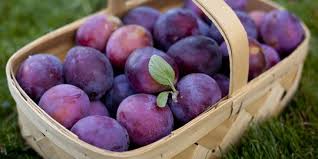 Menurut beberapa sumber mengkudu merupakan salah satu jenis. 10 Manfaat Buah Plum Untuk Kesehatan Yang Tidak Boleh Kamu Sepelekan Merdeka Com