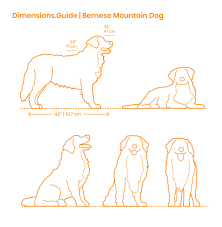 Bernese Mountain Dog Mountain Dog Breeds Bernese Mountain Dog Dog Drawing