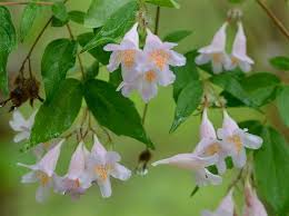 Image result for Kolkwitzia